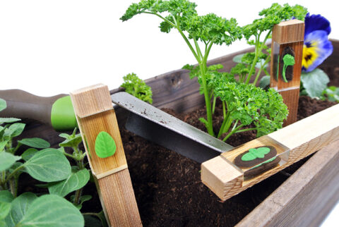 Curly Parsley - Image 3