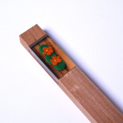 Nasturtium - Image 2